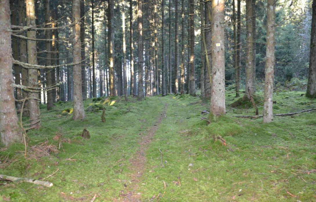 Living Timeless- Black Forest Style- Schoenwald Eksteriør bilde